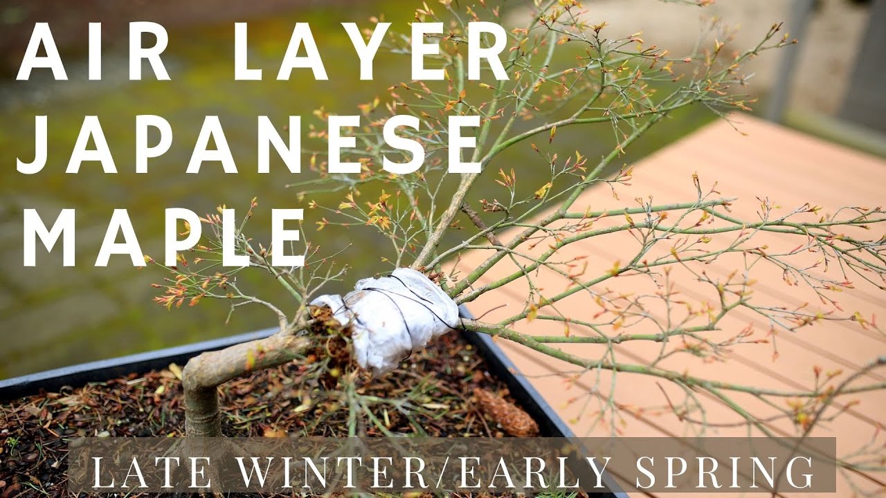 Air Layer Japanese Maple in Early Spring YouTube