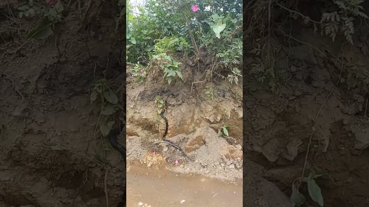 Vladivostok punishment Buxto sitiglanka