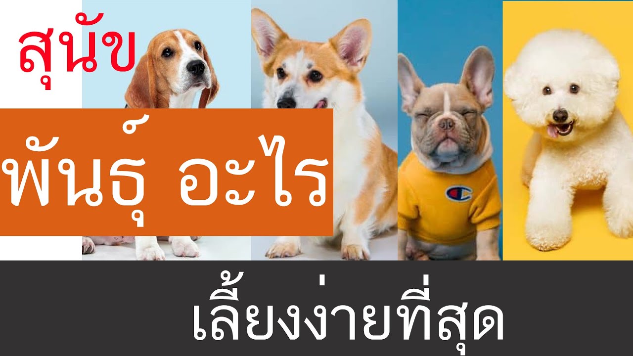 สุนัข พันธุ์ อะไร เลี้ยงง่ายที่สุด หมาเฝ้าบ้าน พันธุ์สุนัขในประเทศไทย  เลี้ยงสุนัขพันธุ์อะไรดี Pantip - Youtube