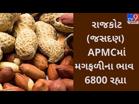 રાજકોટના જસદણનાAPMCમાં મગફળીના મહત્તમ ભાવ રૂપિયા 6800 રહ્યા  |Tv9news