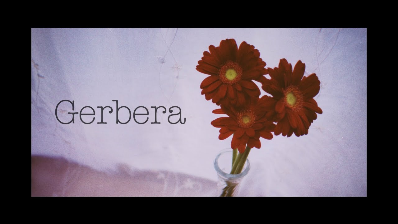 Guarda 花歩 - Gerbera ( Music Video ) su YouTube Guarda 花歩 - Gerbera ( Music Video ) su YouTube