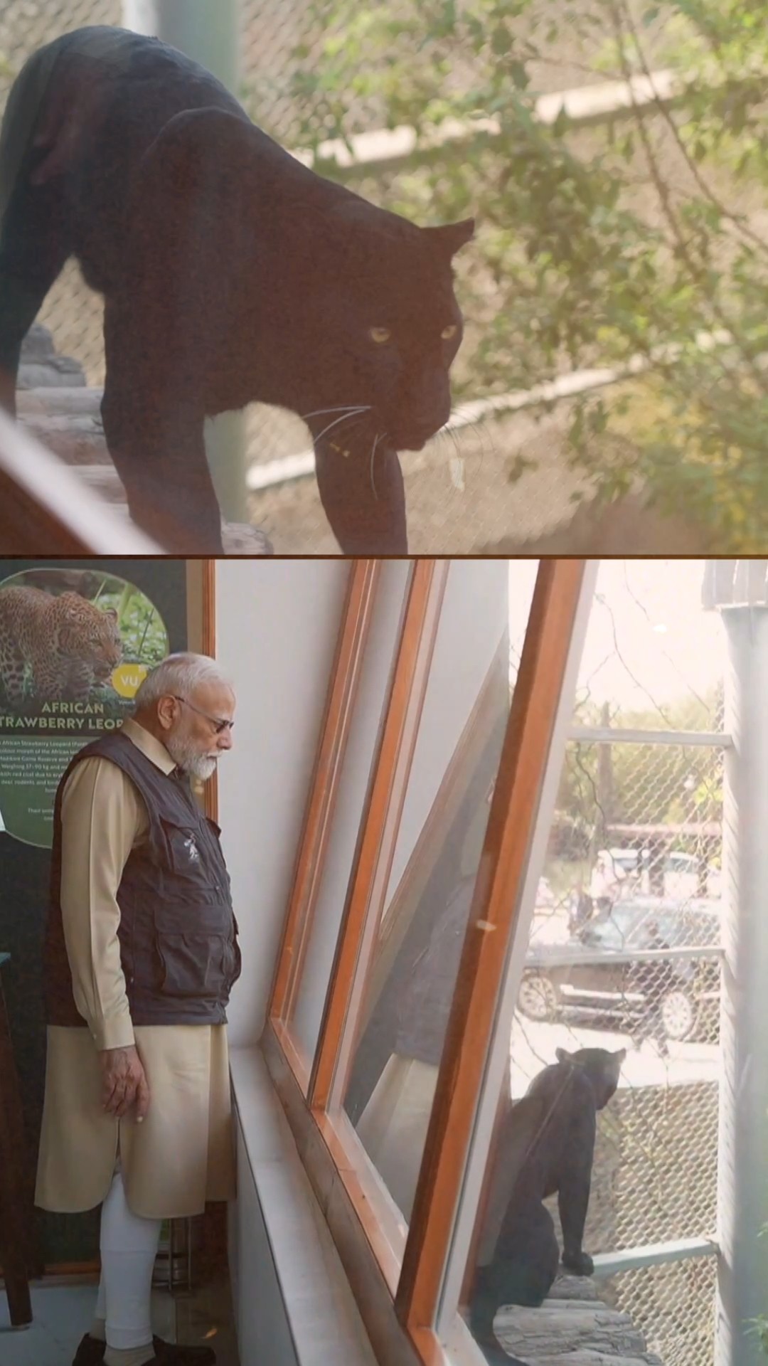 PM Modi's special moments with rescued Lions and Tigers at Vantara in Jamnagar, Gujarat | #shorts