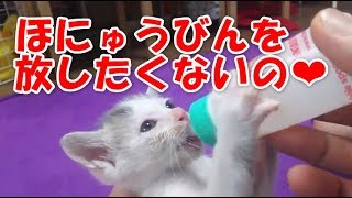 子猫の諭吉、最後のミルク。哺乳瓶が好きすぎるの！！