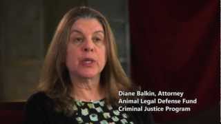 Celebrity The Deadly Link Trailer Wealth