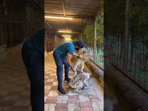 صوت الضبع العجيب