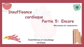 Insuffisance Cardiaque Partie 5: Mécanismes Compensateurs Encore (Endothélines Et Remodelage 🫀).