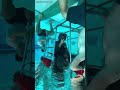 Helicopter Underwater Escape Training 😱
