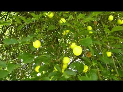 Video: Mirabelle De Nancy -puiden hoito – Kuinka kasvattaa Mirabelle De Nancy -luumupuita