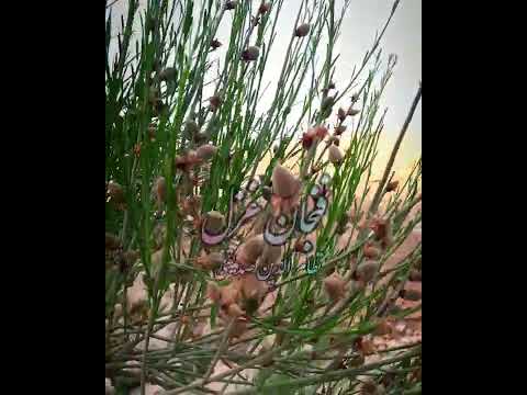 شعر دکلمه طبیعت بهاری