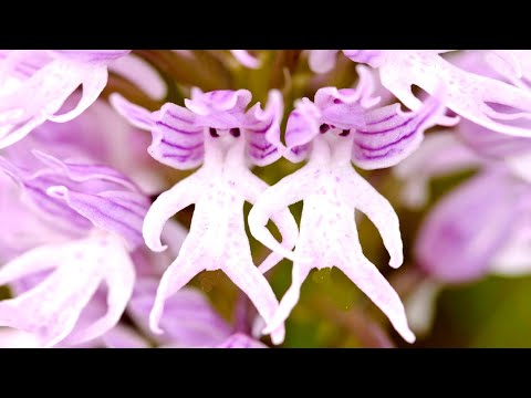 Видео: 10 Most Unusual Flowers In The World