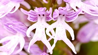 10 Most Unusual Flowers In The World