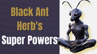 The Power of Black Ant Powder for Erections