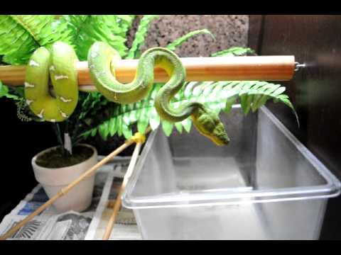 corallus caninus feeding time