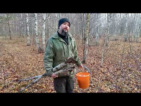 Валежник. Правила сбора.