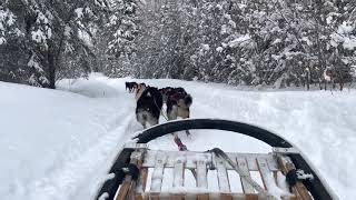 Dog Sled - Chena Hot Springs Alaska
