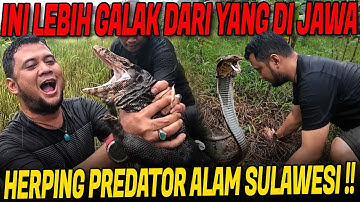 MENCARI KEBERADAAN ULAR PYTHON PEMANGS4 MANUSIA DI SULAWESI PART AKHIR