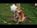 My Shiba Inu Is Obsessed With a Pinwheel