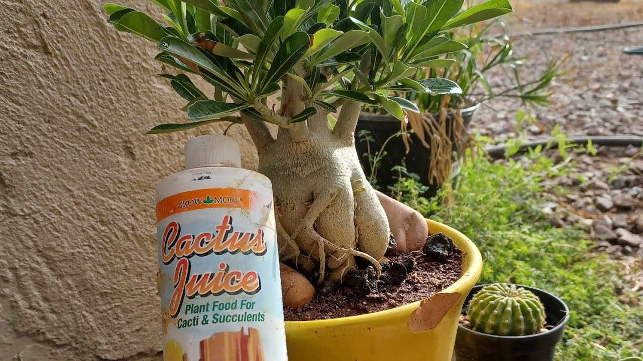 The Hidden Mystery Behind Blog Here On Best Place To Buy Cactus Online