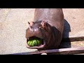カバのばくばくスイカ(hippo chew watermelon)