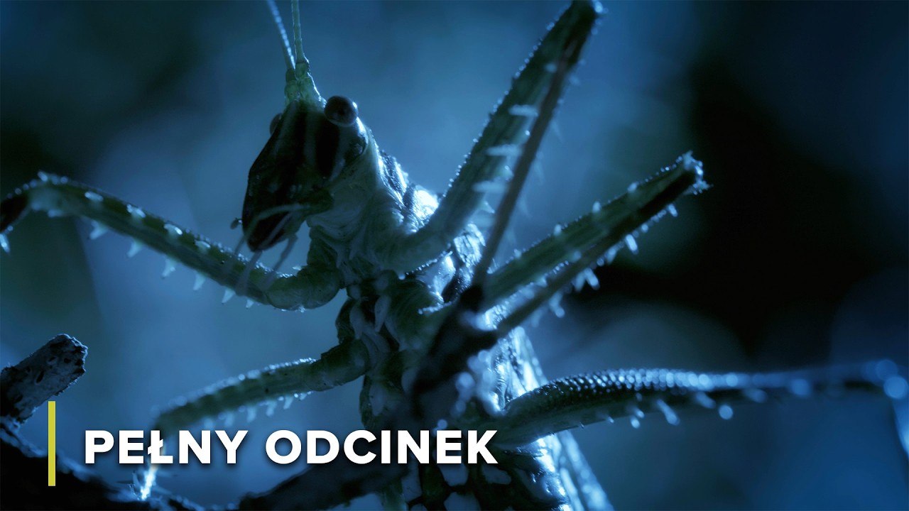 Najgroźniejsze Australijskie Gady Pustynne | Niebezpieczni Australijczycy 103