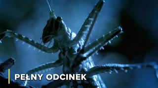 Download lagu Najgroźniejsze Australijskie Gady Pustynne | Niebezpieczni Australijczycy 103