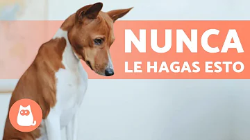 ¿Qué no se debe hacer con un cachorro?