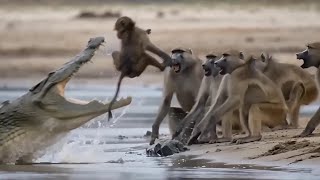 Estos Babuinos hacen el cruce más Arriesgado del río #animal #monkey #safari