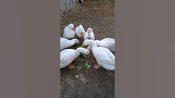 Гуси и капуста!)