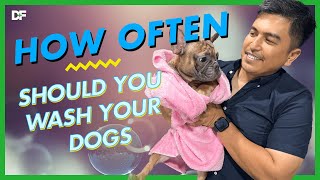 How Often Should You Bathe Your Dog?