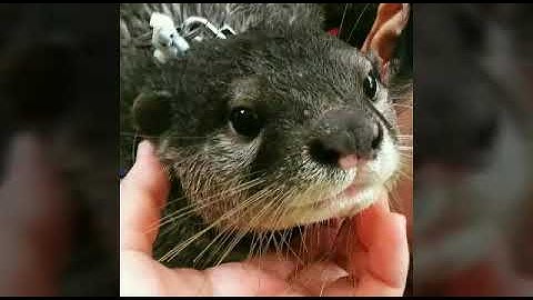 Otter/berang-berang/linsang/wergul Surabaya