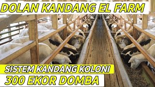 Dolan Kandang El Farm Breeding DOMBA sistem Koloni 300 ekor | Ghaper Dolan Kandang