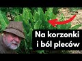 Ta roślina pomoże w walce z bólem pleców i korzonków