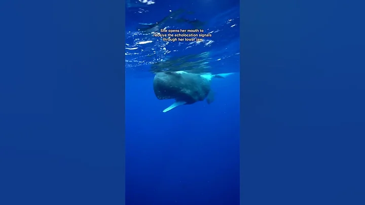 Being clicked by a sperm whale is such an experience!! #spermwhale #dominica #whales #ocean #snorkel