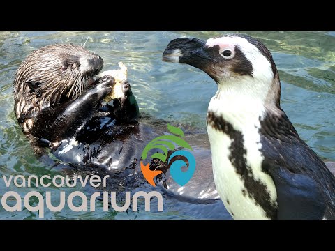 Video: Aquarium Vancouver: Potpuni vodič