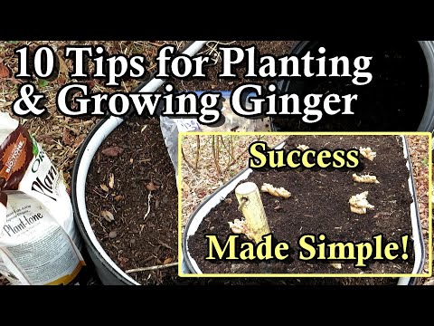 Video: Āra ingvera prasības: ceļvedis ingvera audzēšanai dārzā