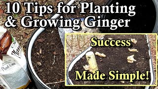 10 Ginger Plant Growing Tips for Large Ginger Rhizomes: All the Steps to Give Ginger What it Wants!