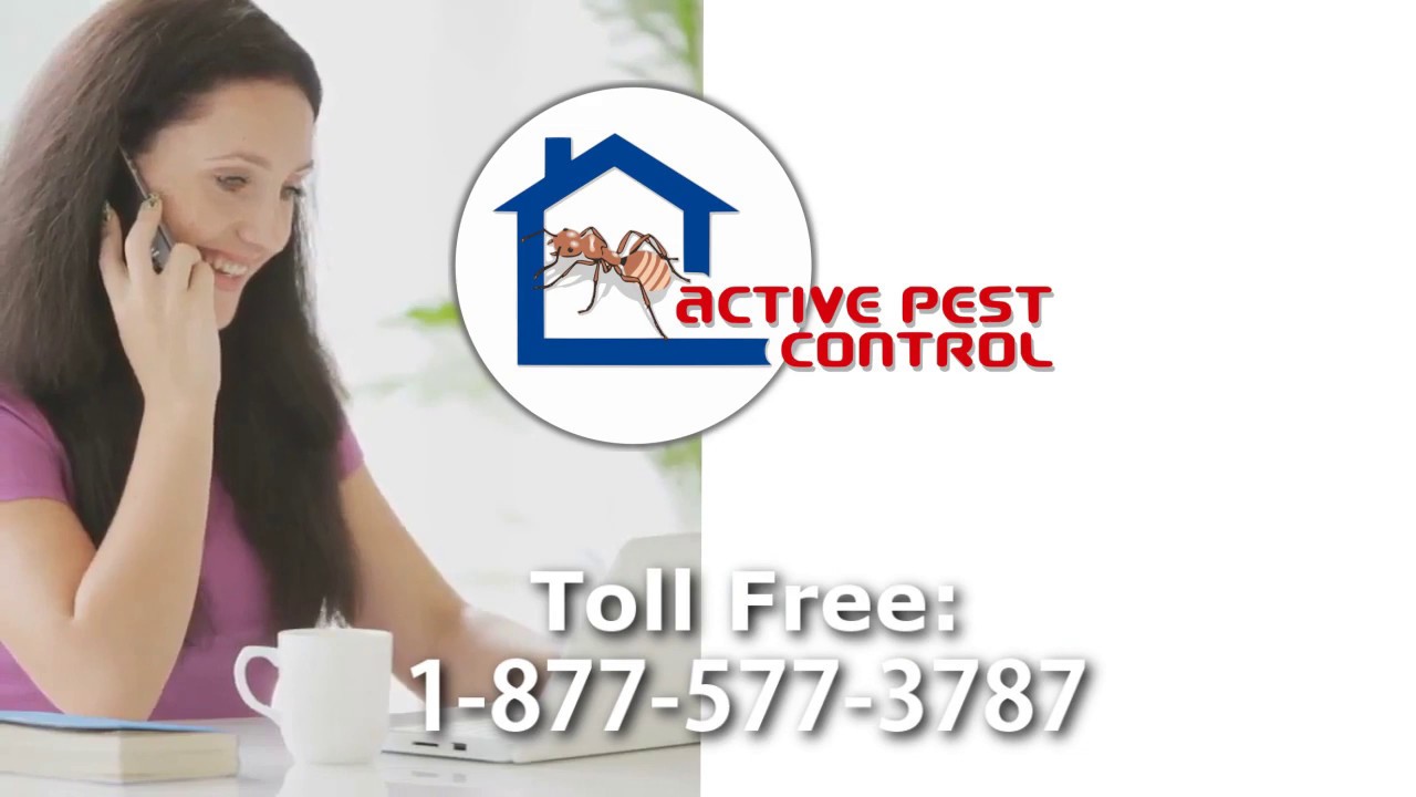 Active Termite And Pest Control Inc California, Long Beach, Norwalk, Downey, Orange County