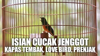 Murai Batu Gacor Isian Kapas Tembak, Cucak Jenggot, Lovebird, Prenjak