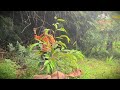 Farmer Skills: Efficient Herbicide Application #RuralAgriculture #TraditionalFarming