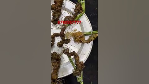 10 củ/kg Sâm Ngọc Linh rừng già vip đẹp, đã kiểm định chuẩn sâm