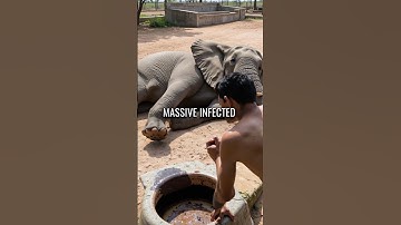 Zookeeper Secretly Records Animal Abuse - What She Found Will Shock You😱