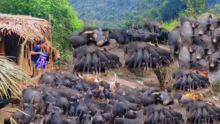 The process of caring for piglets, breeding pigs, and living in the green forest