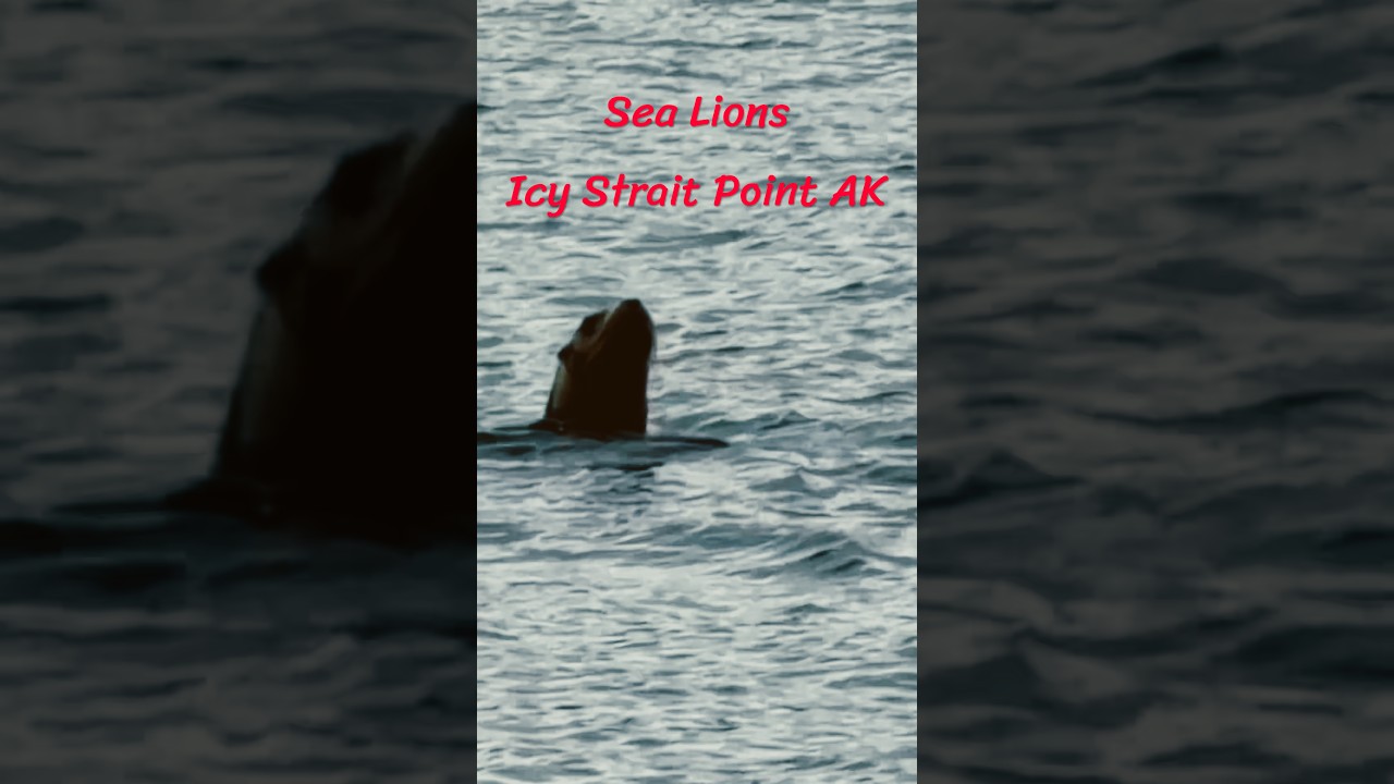 🦭 Sea Lions Having a LOUD Conversation in Alaska! 😂 | Icy Strait Point #Shorts