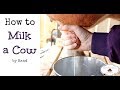 How to milk a cow by hand or goat