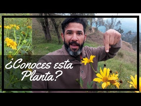 Video: Tithonia De Hojas Redondas