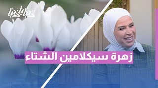 سيكلامين الشتاء… الزهرة التي تبعث الدفء في قلب البرد!