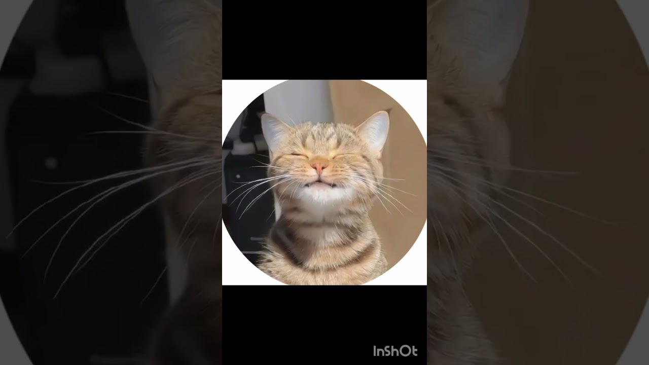 cutest and funny cats dpz profile pictures for cat lovers 