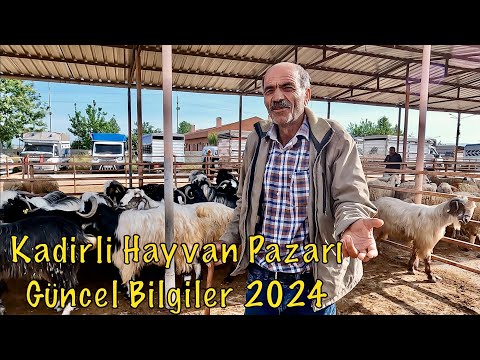 2024 En Güncel Osmaniye Kadirli Hayvan Pazarı Fiyatları / Piyasada Neler Oluyor? 1.Bölüm