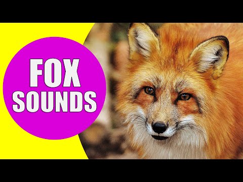Видео: Ямар амьтан Их Британид шөнө чанга хашгирах чимээ гаргадаг вэ?
