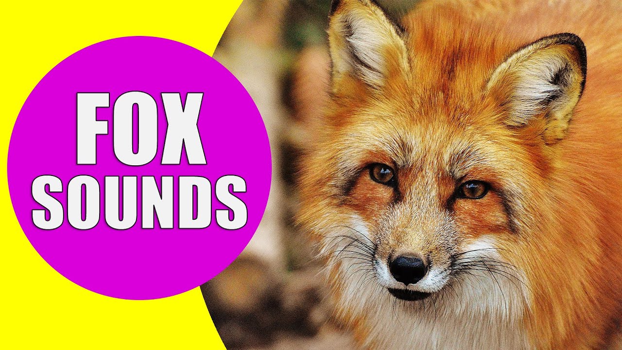 FOX SOUNDS | Real Sounds of Foxes Screaming, Barking and Laughing - YouTube